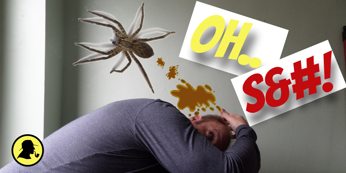 What Does Spider Poop Look Like? SHERLOCK MAINTENANCE